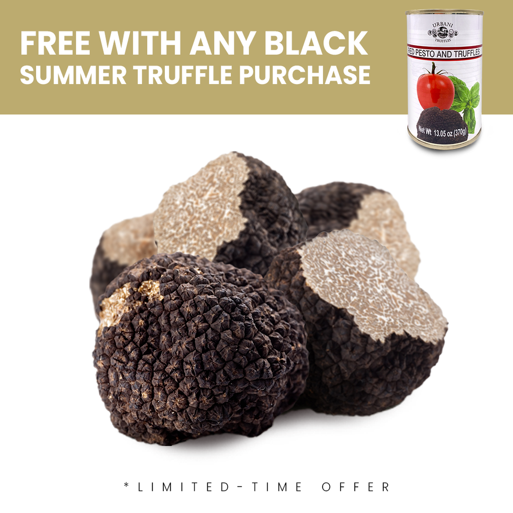 Black Summer Truffles - Urbani Truffles